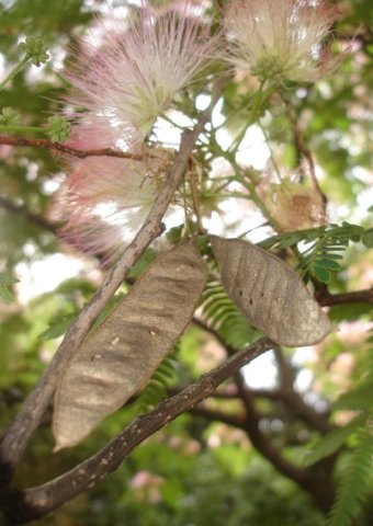 Albizia julibrissin pods